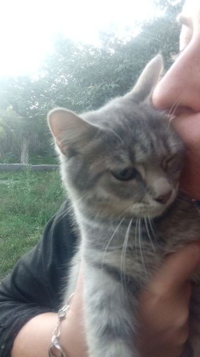 Котенята в хороші руки