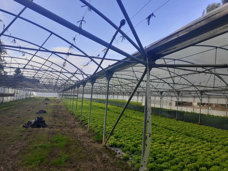 Estrutura de estufas + rega de micro aspersão