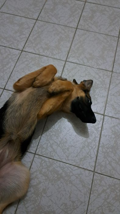 Adoção Responsável: Roma, Pastora Alemã, procura nova família