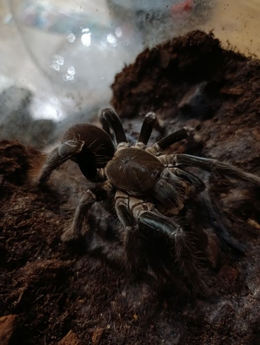 Hysterocrates Gigas
