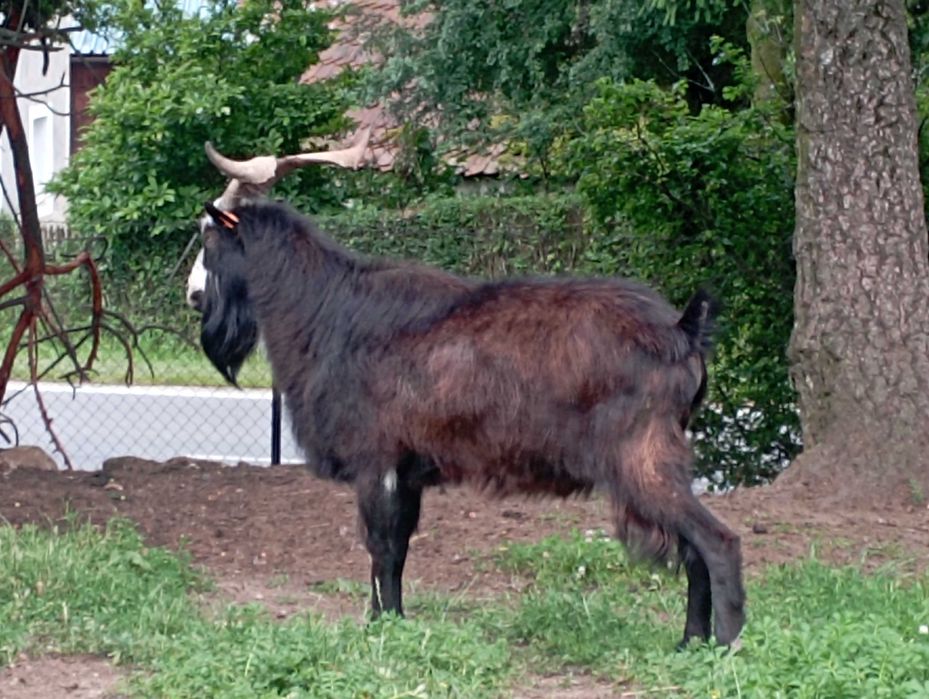 Koza sandomierska