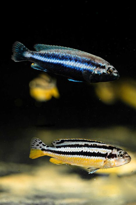 Melanochromis auratus pyszczak złocisty malawi