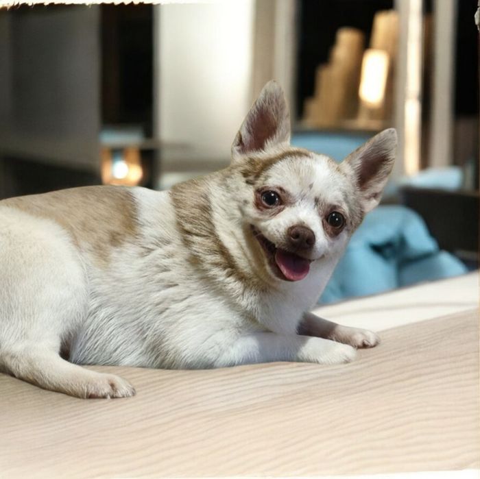 Мальчик чихуахуа