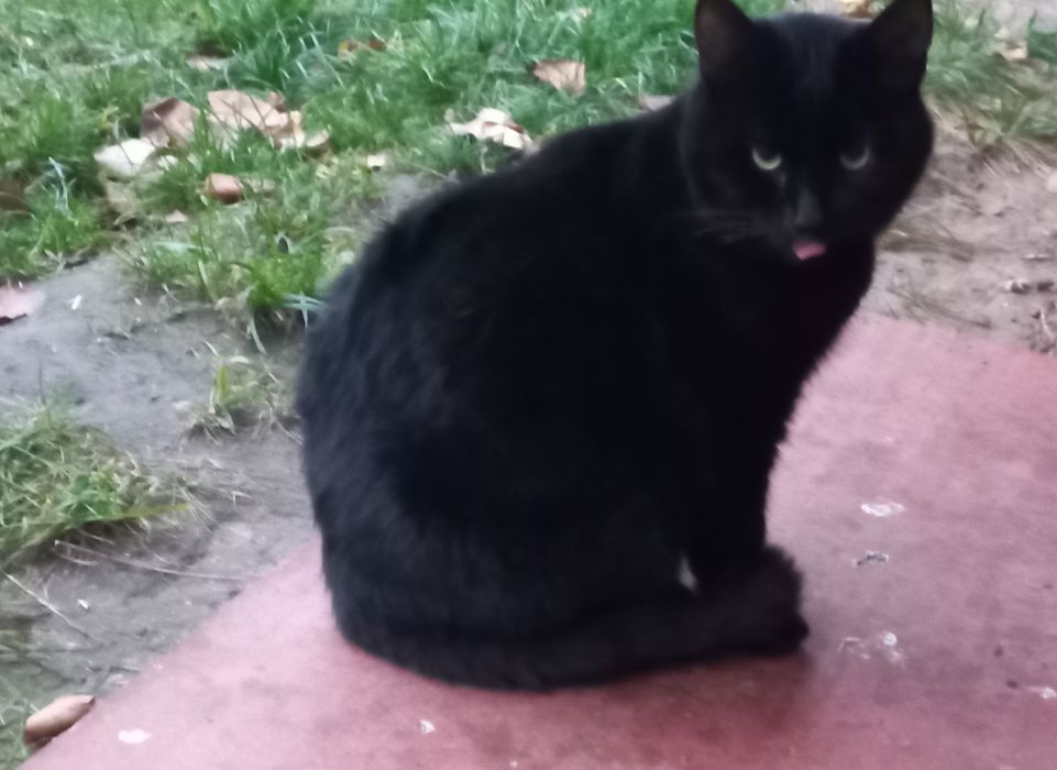 Котенок ищет дом