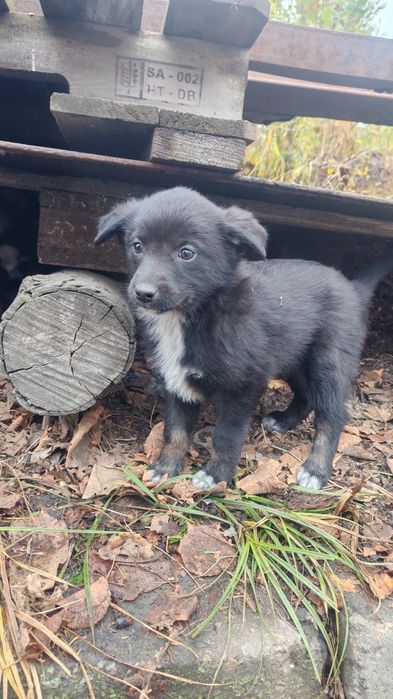 Подарю щенков, есть выбор