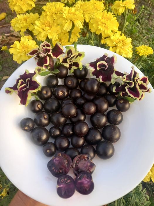 Насіння чорного помідора