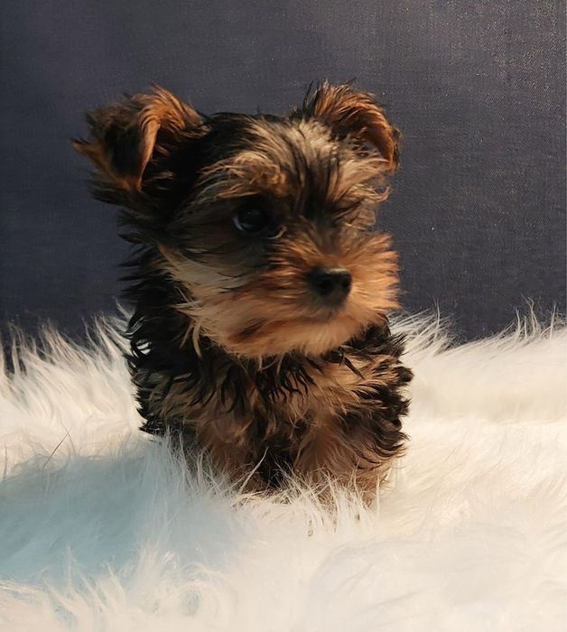Yorkshire Terrier
