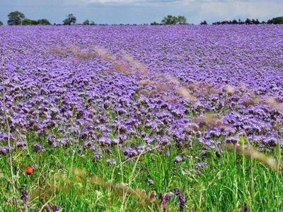 Facelia miododajna wyczyszczona, sucha!