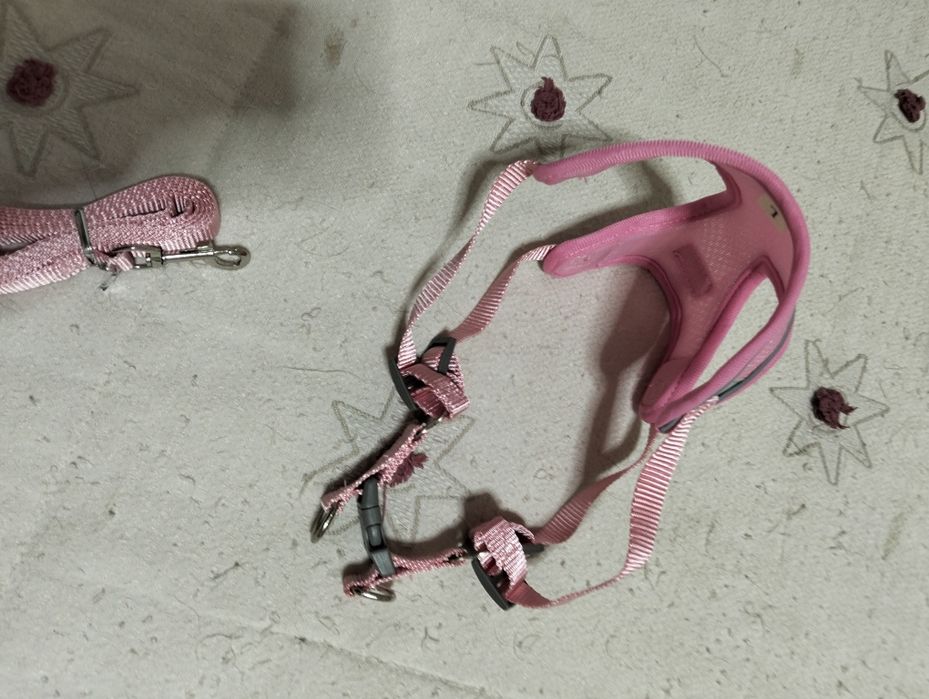 Coleira para cadelinha
