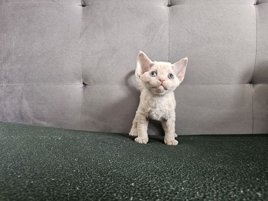 Kociak Devon rex, rodowód FPL