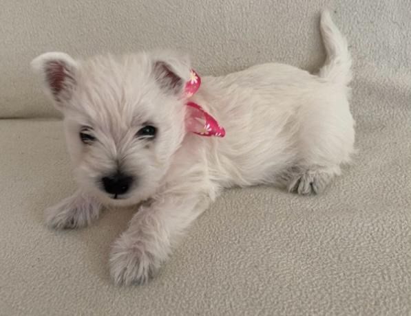 West highland white terrier