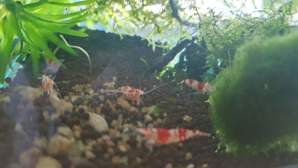 Guppys macho/fêmea fáceis de manter