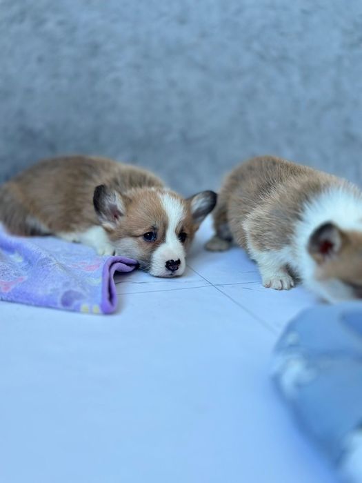 Самі гарні і милі. Вельш Коргі. Без хвостиків руденькі цуцики.