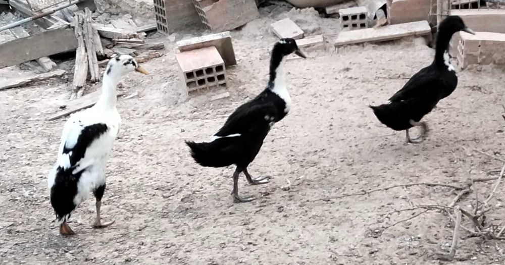 Patos de várias raças
