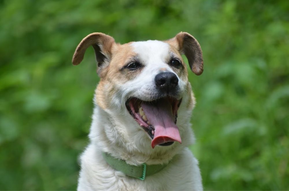 Miodek- do adopcji