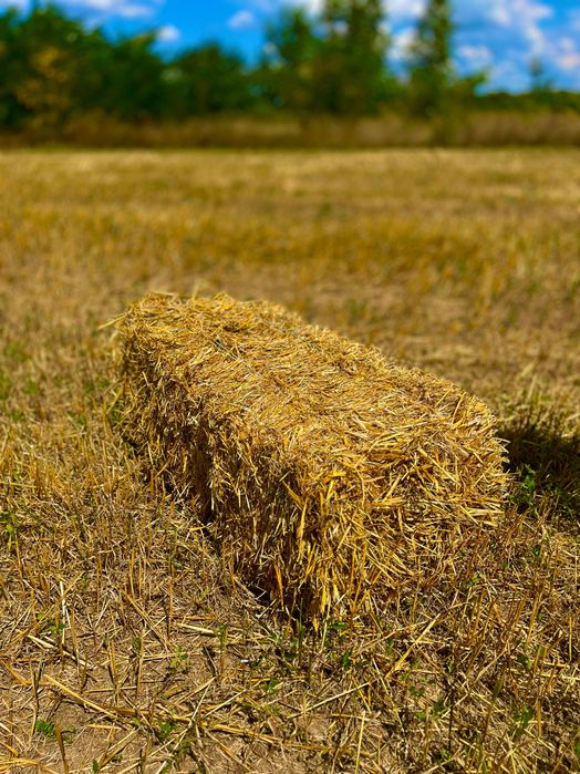 Ячна солома 2025 року