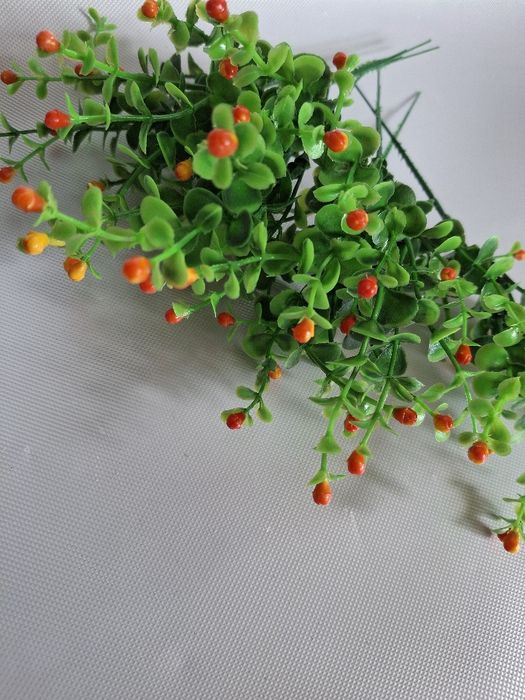 Borówka kwitnaca nowa wys22cm 6szt