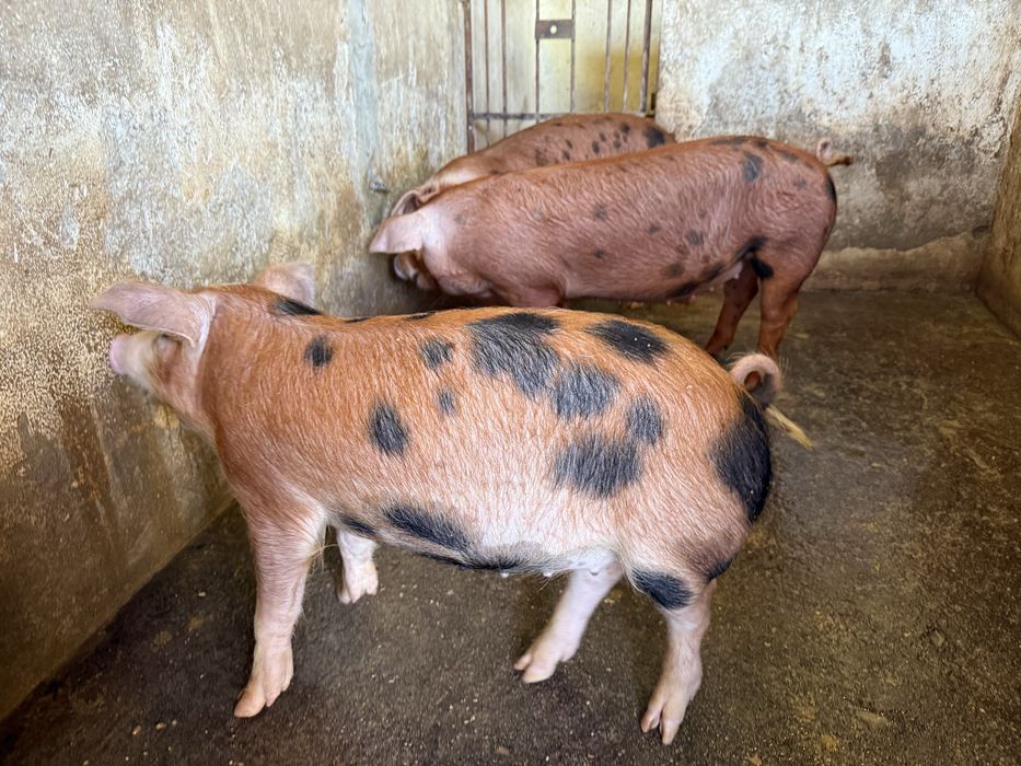 Porcos DUROC  80-120kg