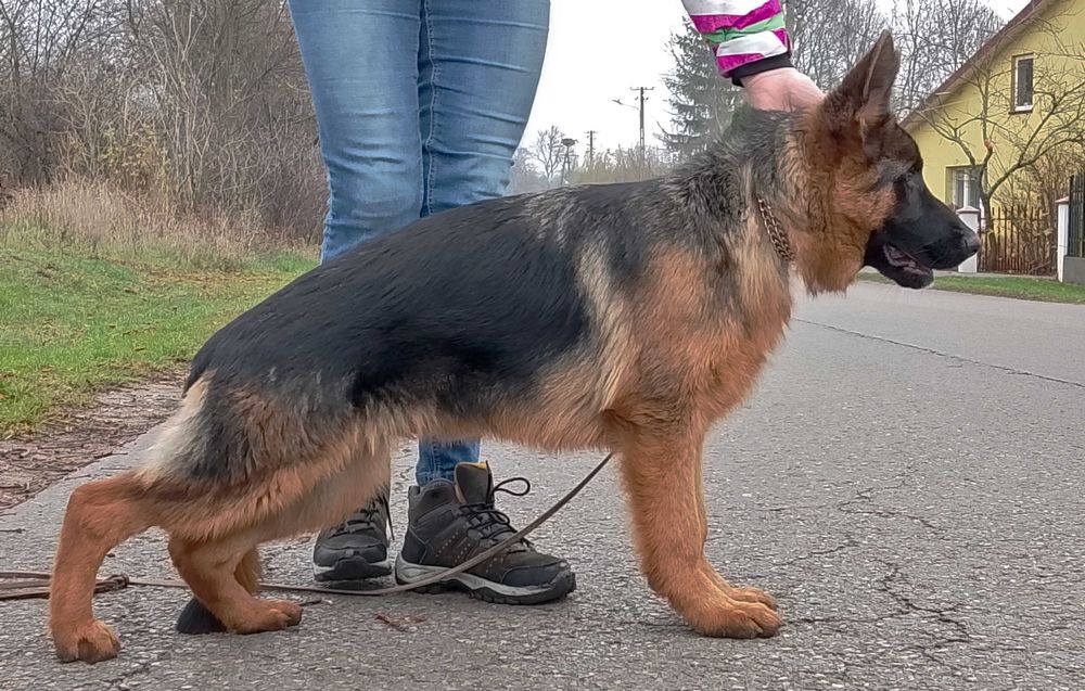 owczarek niemiecki owczarki niemieckie