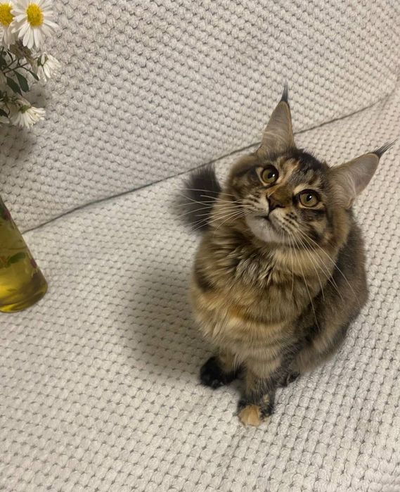 Котики Мейн-кун.