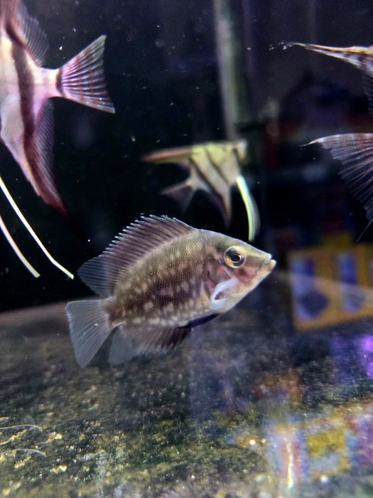 Pielęgnica uaru (Uaru amphiacanthoides)