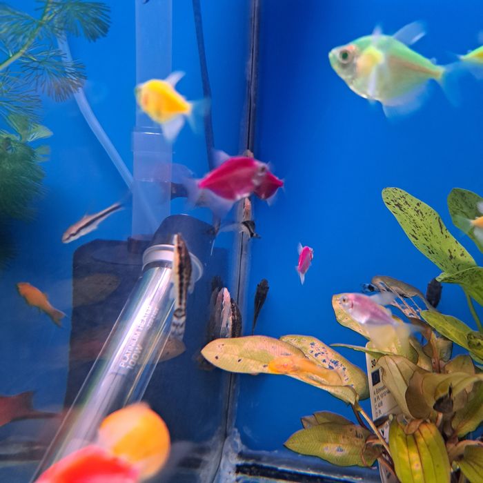 Otosek, otocinclus w pawik.pl sklep zoologiczny