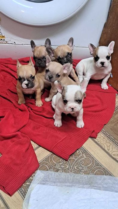 Цуценята французький бульдог