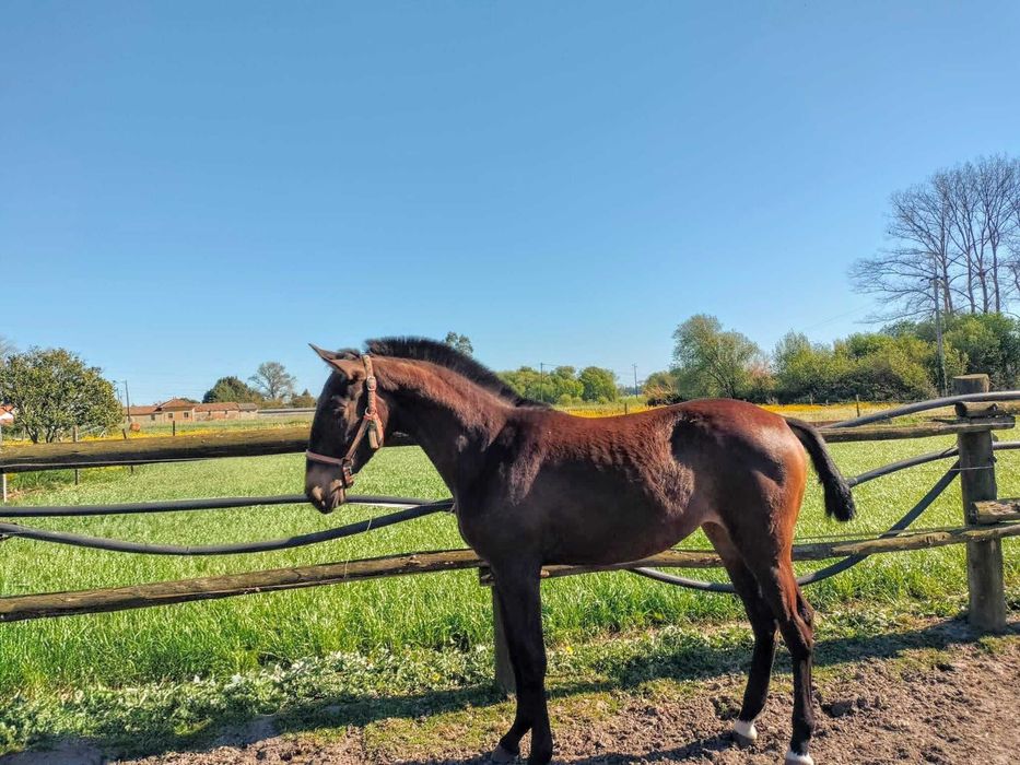 Poldra Puro Sangue Lusitano (1ano)