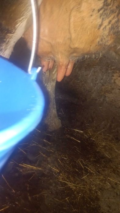 КОРІВКА Спокійна