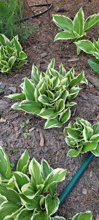 Funkia, funkie, hosta rosliny ogrodowe kilka odmian