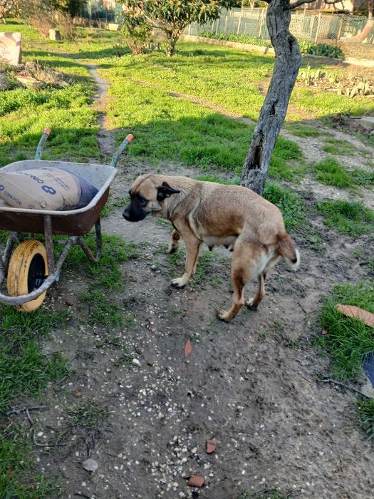 Cachorras para adotar
