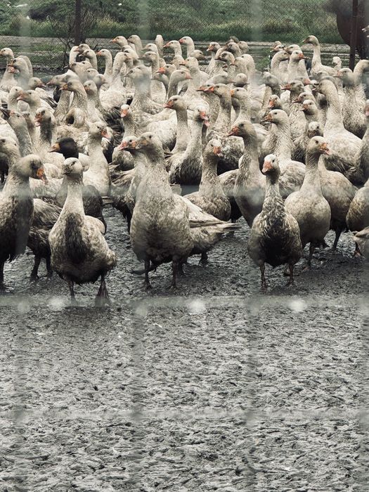 Продаю гусей породи Легарт