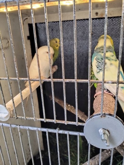 Dois casais de periquitos aceito troca