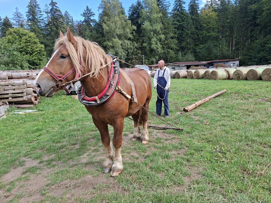 Sprzedam konia zimnokrwistego