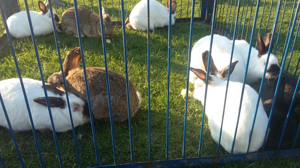 Sprzedam króliki ekologiczne