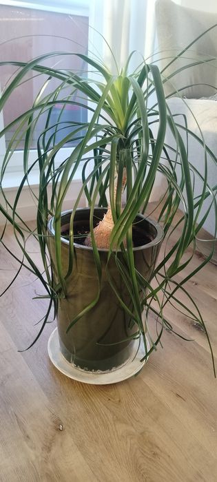 Nolina płożąca / palma