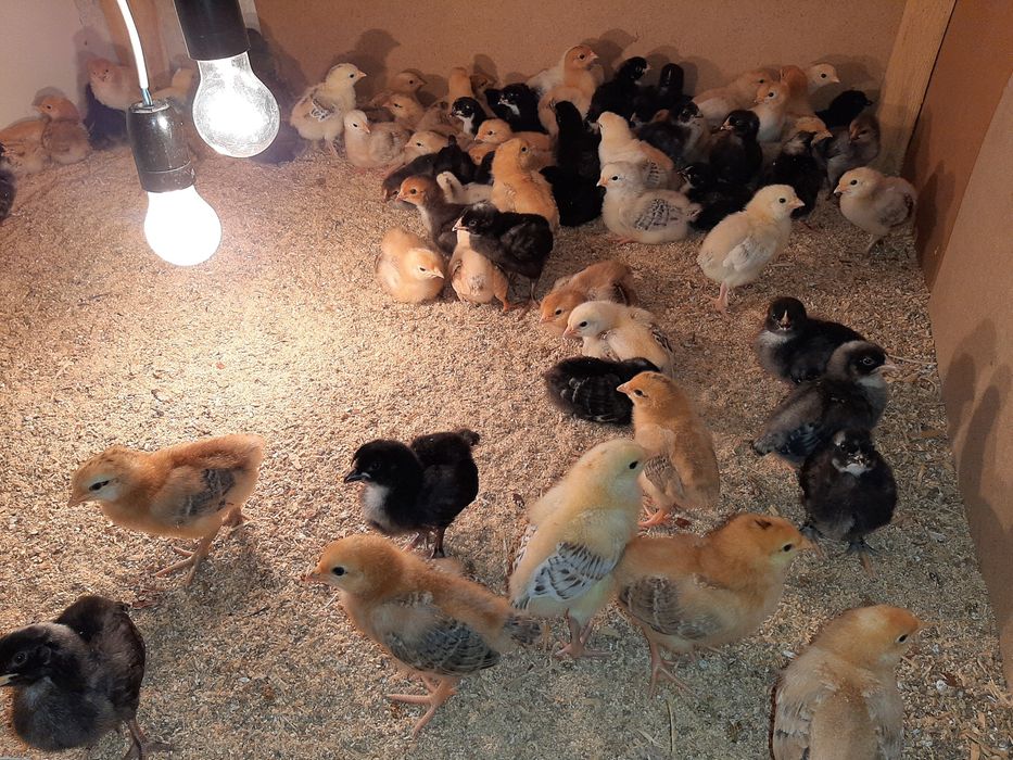 kurki nioski 2 tygodniowe