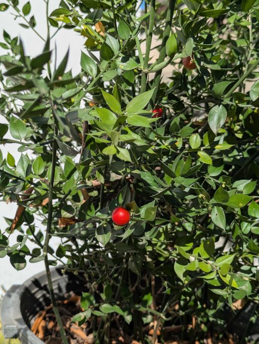 Gilbardeira grande - Ruscus aculeatus