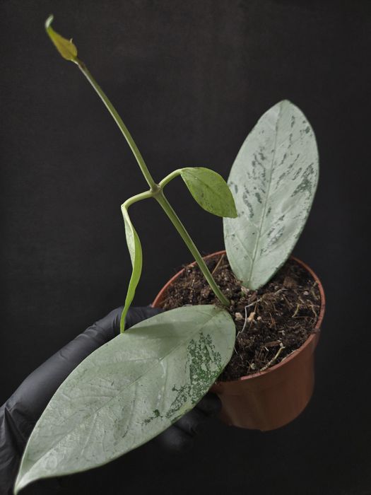 Рідкісні варієгатні колекційні рослини