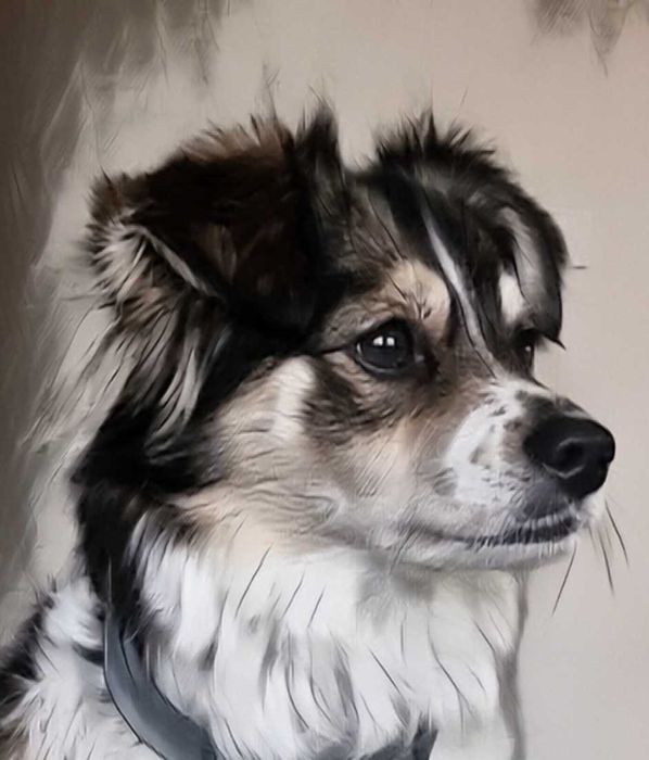 Przyjmiemy zwierzaka do domu tymczasowego we Wrocławiu