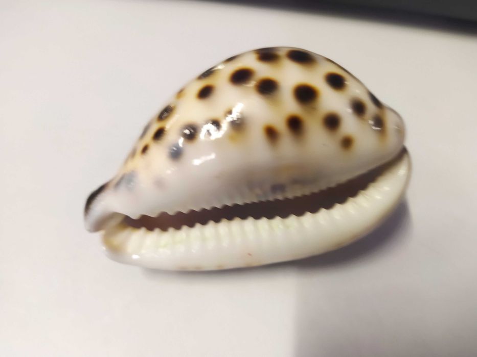 Ракушка с знака зодиака APIES Овен