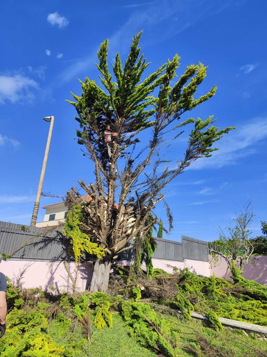 Jardineiro Sintra/Mafra/Ericeira