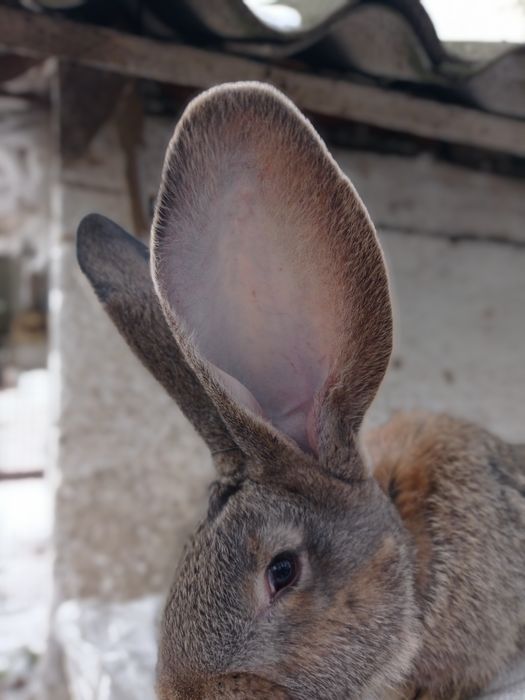 Кролі самки кролі