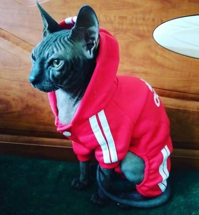 Донской сфинкс вязка