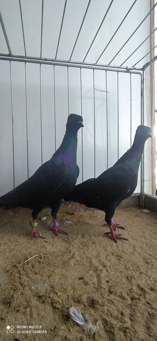 Wiedeński Wiedeńskie 8 sztuk