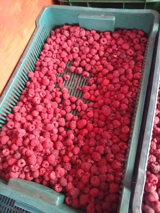 Продам саджанці літньої малини