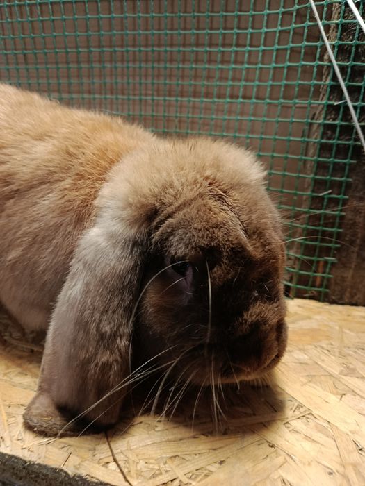 Baran Francuski ( Samiec )