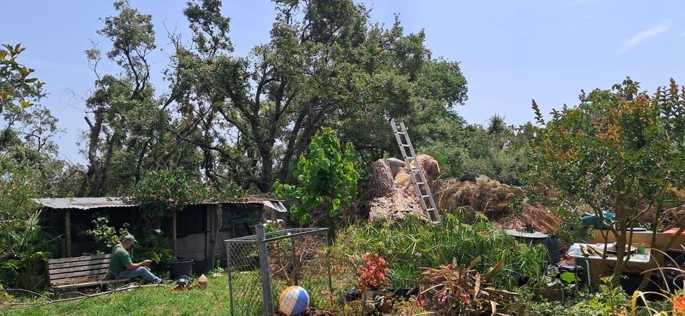 Seviços de corte de lenha e limpeza de terrenos  -Zona de Leiria