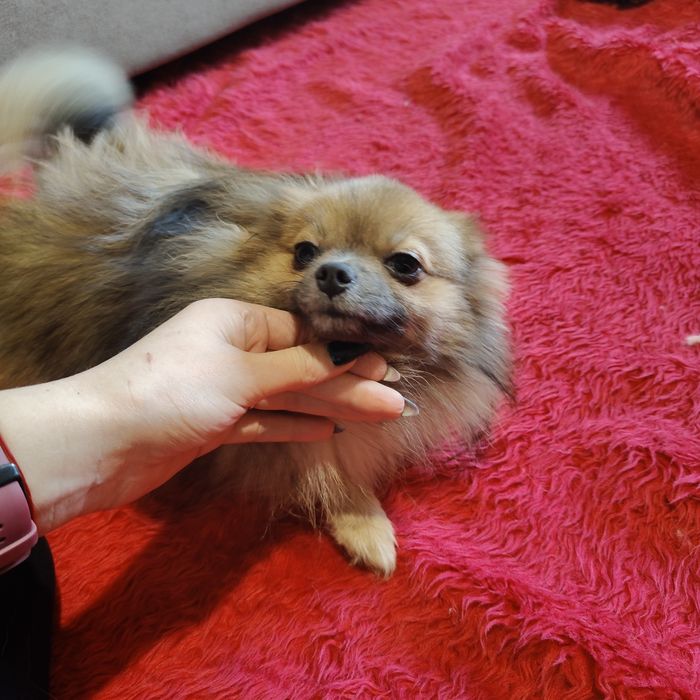 Malutka XS suczka pomeranian/szpic miniaturowy
