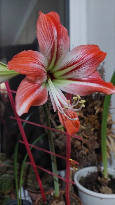 Кімнатні лілії, вазони